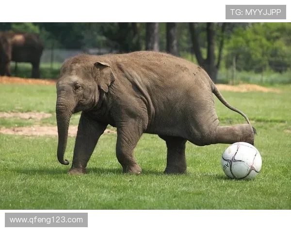 动物们的精彩模仿秀足球明星风采尽在其中 动物们的精彩模仿秀足球明星风采尽在其中